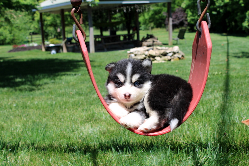 puppy, for, sale, Pomsky, Matthew B. Stoltzfus, dog, breeder, Gap, PA, dog-breeder, puppy-for-sale, forsale, nearby, find, puppyfind, locator, puppylocator, aca